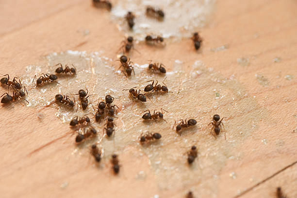 Best Flea Control Services  in Weston, OH