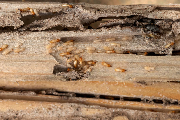 Best Affordable Pest Control Services  in Weston, OH