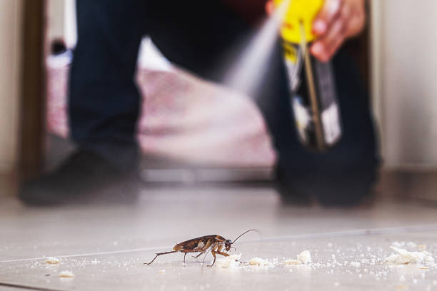 Best Insect Control  in Weston, OH
