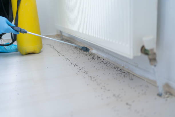 Best Affordable Pest Control Services  in Weston, OH