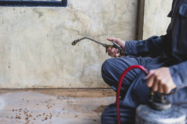 Best Termite Control Services  in Weston, OH